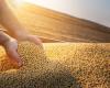 STJ defines jurisdiction to judge seizure of soybean crops in MT | VGN