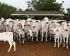 Tocantins concludes study and proves absence of viral circulation of foot-and-mouth disease