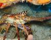 Government sets limit for catching lobsters on the Brazilian coast