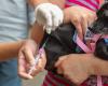 Vaccination against ten canine diseases is offered free of charge in Salvador | Bahia