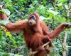 Wild orangutan seen using medicinal plant to heal wound