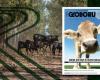Animal welfare is highlighted in Globo Rural in May | Rural Globe