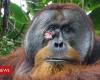 Wild orangutan seen using plant to heal wound