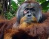 Orangutan is seen for the first time using medicinal plants to treat wounds, says research – World