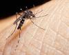 Five more deaths from dengue are confirmed in Blumenau