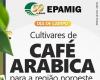Dia de Campo presents Arabica coffee cultivars tested in the Northwest of Minas