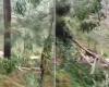 VIDEO: Tornado knocks down and uproots trees in a city in western SC
