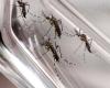 ES records a reduction in dengue cases in recent weeks