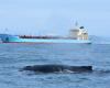 Whale season in ES will use new technology to monitor animals at sea
