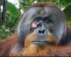 Wild orangutan seen using plant to heal wound | Environment