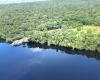 PF combats illegal deforestation and invasion of public lands in the metropolitan region of Manaus | Amazon