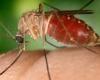 Oropouche fever: number of cases rises to 307 in Bahia | Bahia
