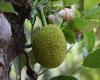 Jackfruit: 4 ways to include the fruit in your diet