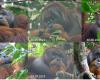 Dr. Orangutan: primate is seen treating wound with medicinal plant