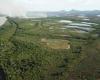 In the “quarter of fire”, Pantanal records 14 times more outbreaks this year in MS – Environment