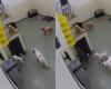 Dog comes up with the most ingenious plan to escape from pet daycare and leaves friends stunned