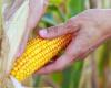 Limited demand brings down corn prices in Brazil