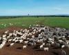 Agriculture is the new ally of breeders in Mato Grosso