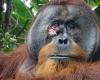 Rakus, the orangutan caught preparing ‘medicine’ to heal a wound on his own face