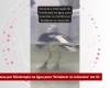 Rescued seagull undergoes physiotherapy in the water to ‘strengthen her muscles’ in SC; VIDEO | Santa Catarina
