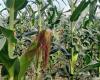 Lagarto irrigators will harvest more than a million ears of corn