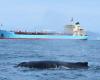 Vports technology will monitor whale passage through ES