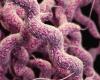 Molecule produced by intestinal bacteria can treat flu