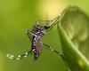 Mato Grosso exceeds 16 thousand confirmed cases of dengue