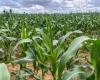 Lagarto Perimeter predicts harvest of more than one million ears of corn | F5 News
