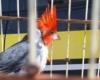 PRF and Inema operation rescued almost 1,200 wild birds in Bahia