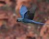 Lear’s Macaw becomes a symbol of birdwatching tourism in Bahia –