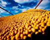 Rains in RS boost soybean and corn prices in Chicago