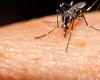 Dengue in Bahia: death toll rises to 60