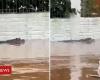 Alligator in Porto Alegre: what is known about the animal that would have been seen in flooded streets