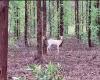 Very rare, semi-albino deer live ‘hidden’ in the shadows of the MS forest; watch video | Mato Grosso do Sul