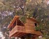 At 53 years old, Joab builds tree houses for those he always dreamed of – Arquitetura