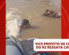 Vice mayor of a city in RS rescues submerged horse in Canoas: ‘We would never let him die’; VIDEO | Rio Grande do Sul