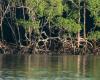 Restored mangroves in Santa Catarina mitigate extreme weather phenomena – Instituto Humanitas Unisinos