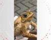 Frog with glued mouth is rescued in SC and biologist is shocked by cruelty; VIDEO | Santa Catarina
