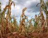Deepest drought in four decades in southern Africa cuts maize production by 72%