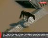 TV captures horse stranded on the roof of a house in Rio Grande do Sul