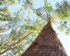 With MS well positioned, Chamber wants to waive environmental license for eucalyptus plantation