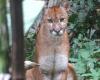 Puma is spotted in a conservation unit in Acre; See photo | Acre