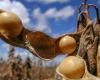 Soybean harvest nears its end in Western Bahia – SBA1
