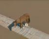 Horse is stranded on top of roof in Canoas after floods in RS | Brazil