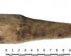 Sex toy? 2,000-year-old object intrigues scientists; look
