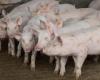 Brazil opens market to export live pigs to five countries | Pigs