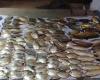 SEMA seizes 119 kilos of fish and imposes a fine of R$16,000 in Mato Grosso