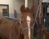 Horse rescued from roof is dehydrated, but clinically stable | Rio Grande do Sul