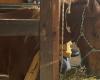 Veterinarian says improvement of horse rescued in Canoas surprises